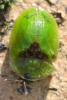 Cassida sp.